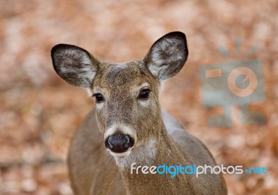 Beautiful Background With A Cute Wild Deer Eating Leaves In Forest Stock Photo