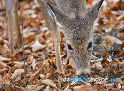 Beautiful Background With A Cute Wild Deer Eating Leaves In Forest Stock Photo