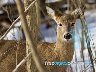 Beautiful Background With A Cute Wild Deer In The Snowy Forest Stock Photo