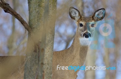 Beautiful Background With A Cute Wild Deer Looking Into The Camera Stock Photo