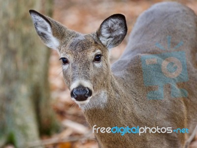 Beautiful Background With A Cute Wild Deer Standing In Forest Stock Photo