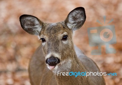 Beautiful Background With A Cute Wild Deer With A Tongue In Forest Stock Photo