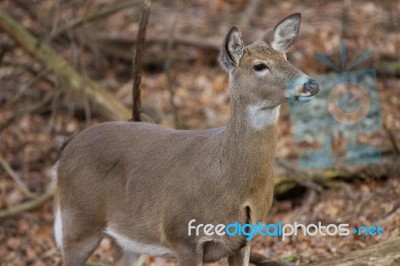 Beautiful Background With A Deer Stock Photo