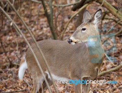 Beautiful Background With A Deer Looking Aside Stock Photo