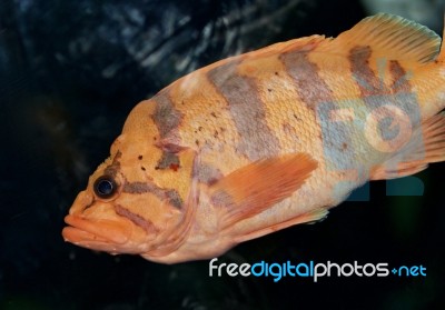 Beautiful Background With A Fish Looking In Camera Stock Photo