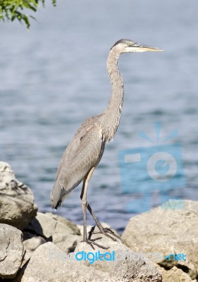 Beautiful Background With A Funny Great Heron Standing On A Rock Shore Stock Photo