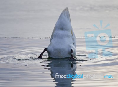 Beautiful Background With A Funny Swan Swimming In The Lake Stock Photo