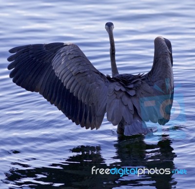 Beautiful Background With A Great Blue Heron Standing With The Opened Wings Stock Photo