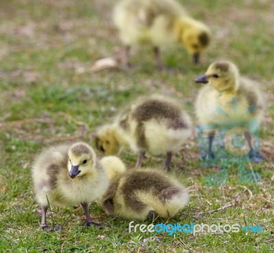 Beautiful Background With A Group Of Chicks Together On The Grass Field Stock Photo