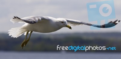 Beautiful Background With A Gull In The Sky Stock Photo