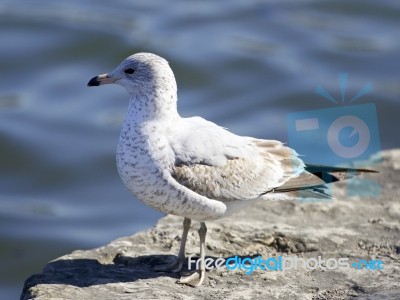 Beautiful Background With A Gull Staying On The Shore Stock Photo