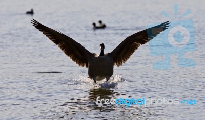 Beautiful Background With A Landing Canada Goose Stock Photo