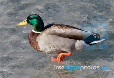 Beautiful Background With A Mallard Walking On Ice Stock Photo