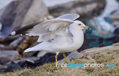 Beautiful Background With A Noble Gull On The Shore Stock Photo