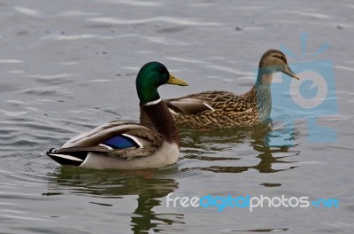 Beautiful Background With A Pair Of Mallards Stock Photo