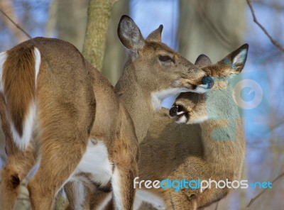 Beautiful Background With A Pair Of The Cute Wild Deers Stock Photo