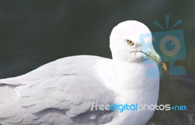 Beautiful Background With A Ring-billed Gull Stock Photo