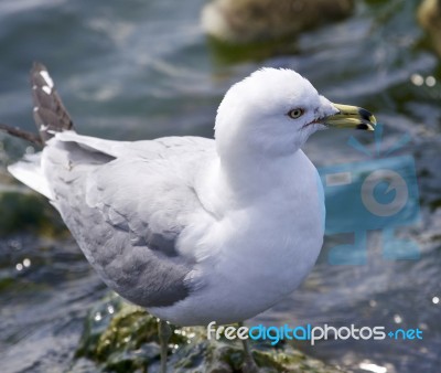 Beautiful Background With A Ring-billed Gull Stock Photo