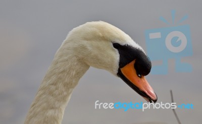 Beautiful Background With A Strong Mute Swan Stock Photo