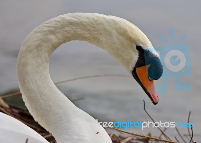 Beautiful Background With A Strong Mute Swan Stock Photo