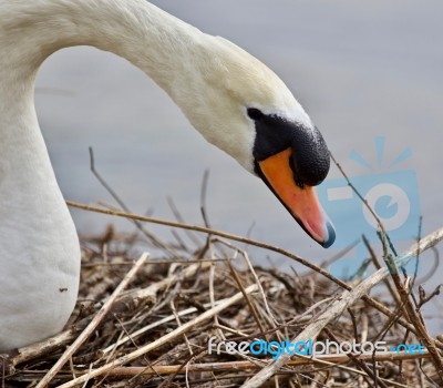 Beautiful Background With A Strong Mute Swan Stock Photo