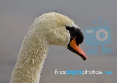 Beautiful Background With A Strong Mute Swan Stock Photo