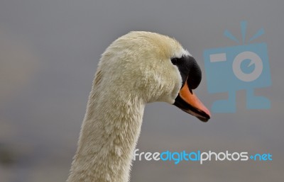 Beautiful Background With A Strong Mute Swan Stock Photo