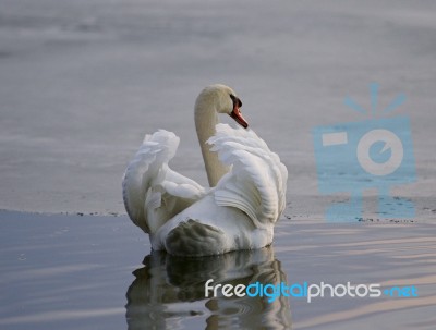 Beautiful Background With A Swan In The Lake Stock Photo