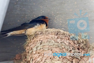 Beautiful Background With A Swift In A Nest Stock Photo