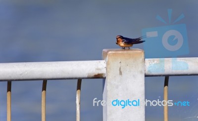 Beautiful Background With A Swift On A Hedge Stock Photo