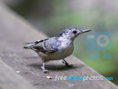 Beautiful Background With A White-breasted Nuthatch Bird Stock Photo