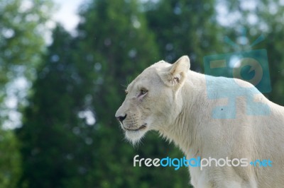 Beautiful Background With A White Lion Stock Photo