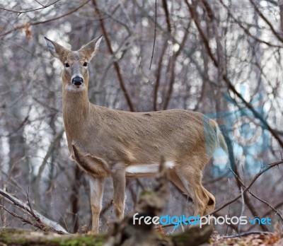 Beautiful Background With A Wild Deer Stock Photo