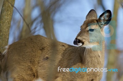 Beautiful Background With A Wild Deer In The Forest Stock Photo