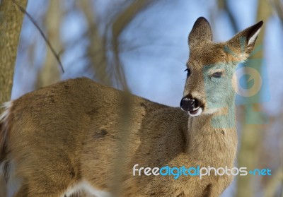 Beautiful Background With A Wild Deer In The Forest Stock Photo