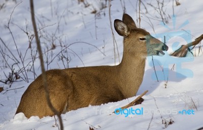 Beautiful Background With A Wild Deer In The Forest On The Snow Stock Photo