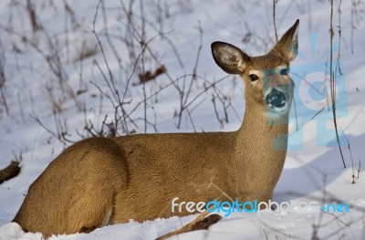 Beautiful Background With A Wild Deer Laying On The Snow In The Forest Stock Photo