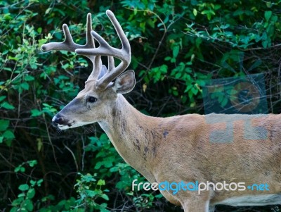 Beautiful Background With A Wild Male Deer With The Horns Stock Photo