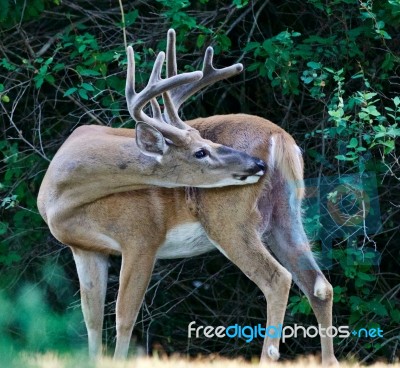 Beautiful Background With A Wild Male Deer With The Horns Stock Photo