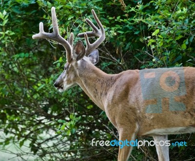 Beautiful Background With A Wild Male Deer With The Horns Near The Green Bush Stock Photo