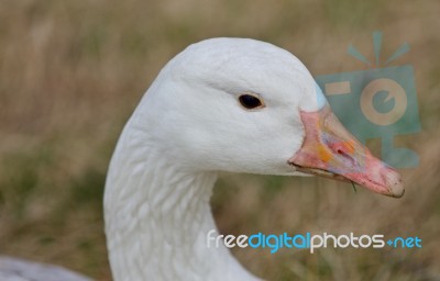 Beautiful Background With A Wild Snow Goose On The Grass Field Stock Photo