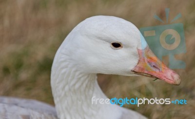 Beautiful Background With A Wild Snow Goose On The Grass Field Stock Photo