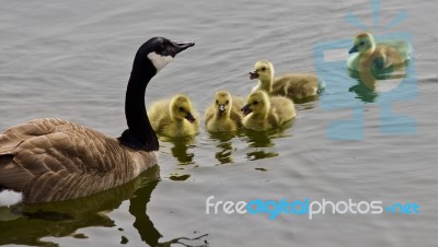 Beautiful Background With A Young Family Of Canada Geese Swimming Stock Photo