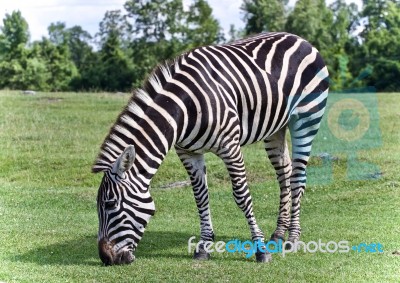 Beautiful Background With A Zebra Eating The Grass Stock Photo