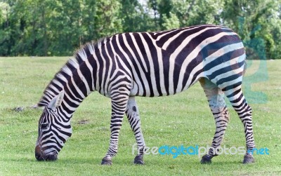 Beautiful Background With A Zebra Eating The Grass Stock Photo