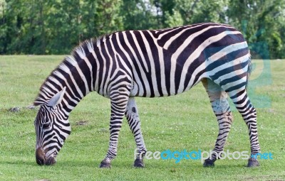 Beautiful Background With A Zebra Eating The Grass Stock Photo