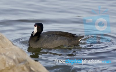 Beautiful Background With Amazing American Coot In The Lake Stock Photo