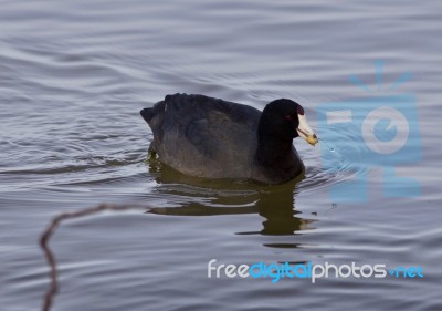 Beautiful Background With Amazing American Coot In The Lake Stock Photo