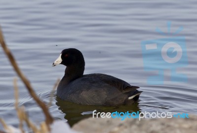 Beautiful Background With Amazing American Coot In The Lake Stock Photo