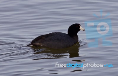 Beautiful Background With Amazing American Coot In The Lake Stock Photo